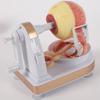 Multifunction Rotary Fruit Peeler Manual Lazy Peeler Fruit Apple Peeler Machine with Cutting Slicer Potato Peeler Kitchen Set