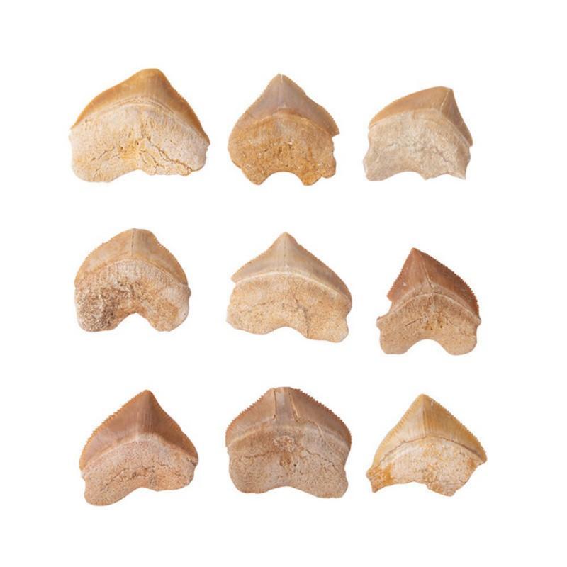 

Спиральный зуб акулы ископаемый природный морской биологии учебный образец материала «сделай сам»