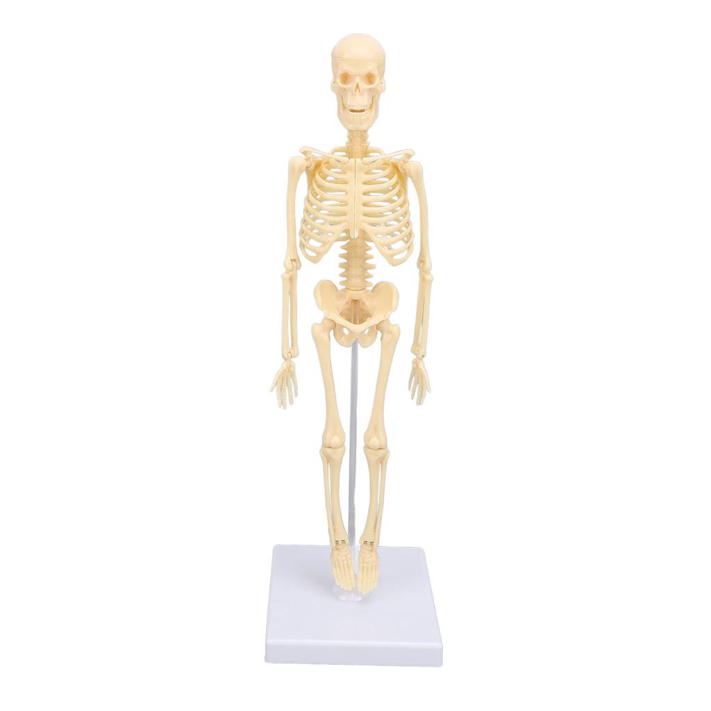 Human Skeleton Model Articulated Joint Removable Exquisite Craft Anatomy Human Body Skeleton Model for School Education