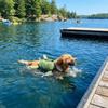 Cute Turtle Shape Pet Life Jacket Portable Handle Dog Safety Vest Dog Swimsuit  Pool Beach Fun