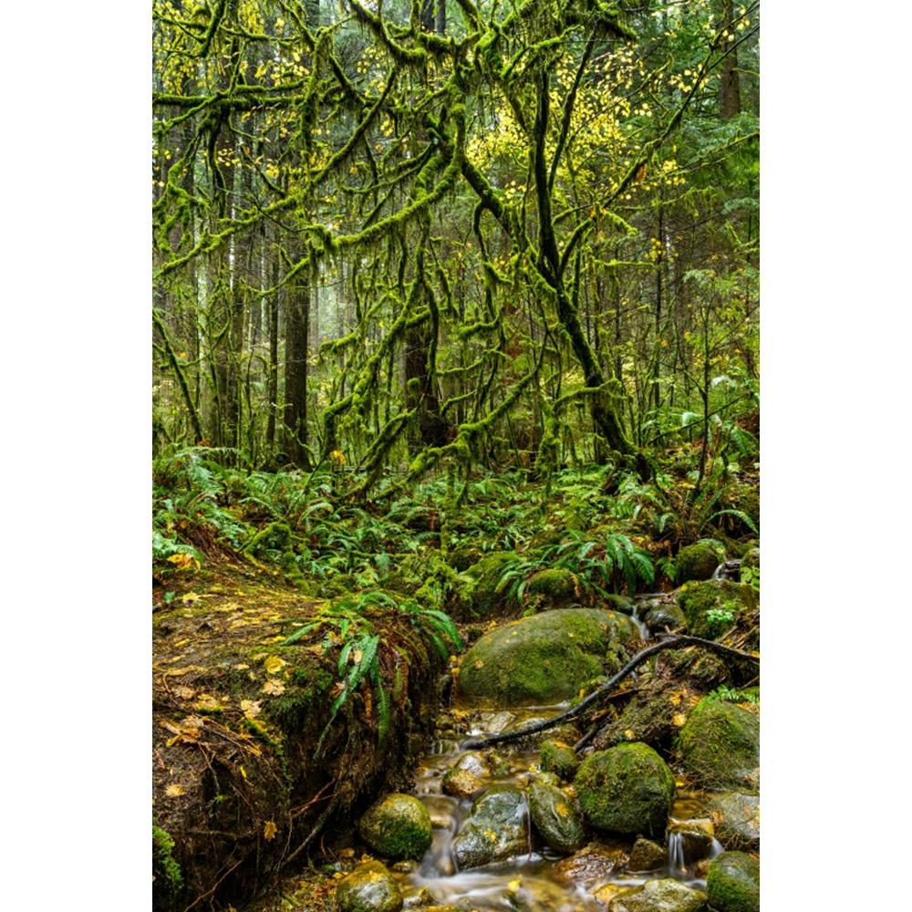 Spring Natural Scenery Forest Photography Backdrop Tropical Jungle Green Forest Tree Adventure Baby Portrait Photo Background