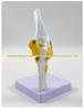 1:1 Human Skeletal Joint Models: Knee, Shoulder, Elbow, Hand, Foot, Hip