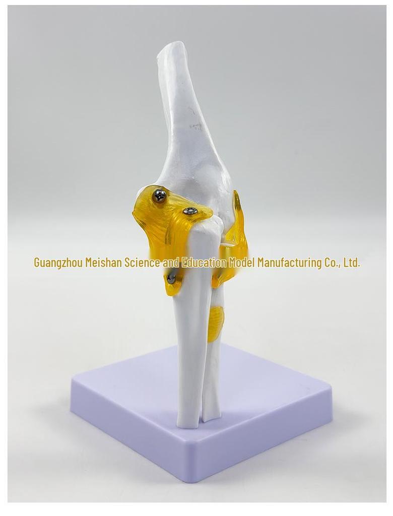 1:1 Human Skeletal Joint Models: Knee, Shoulder, Elbow, Hand, Foot, Hip