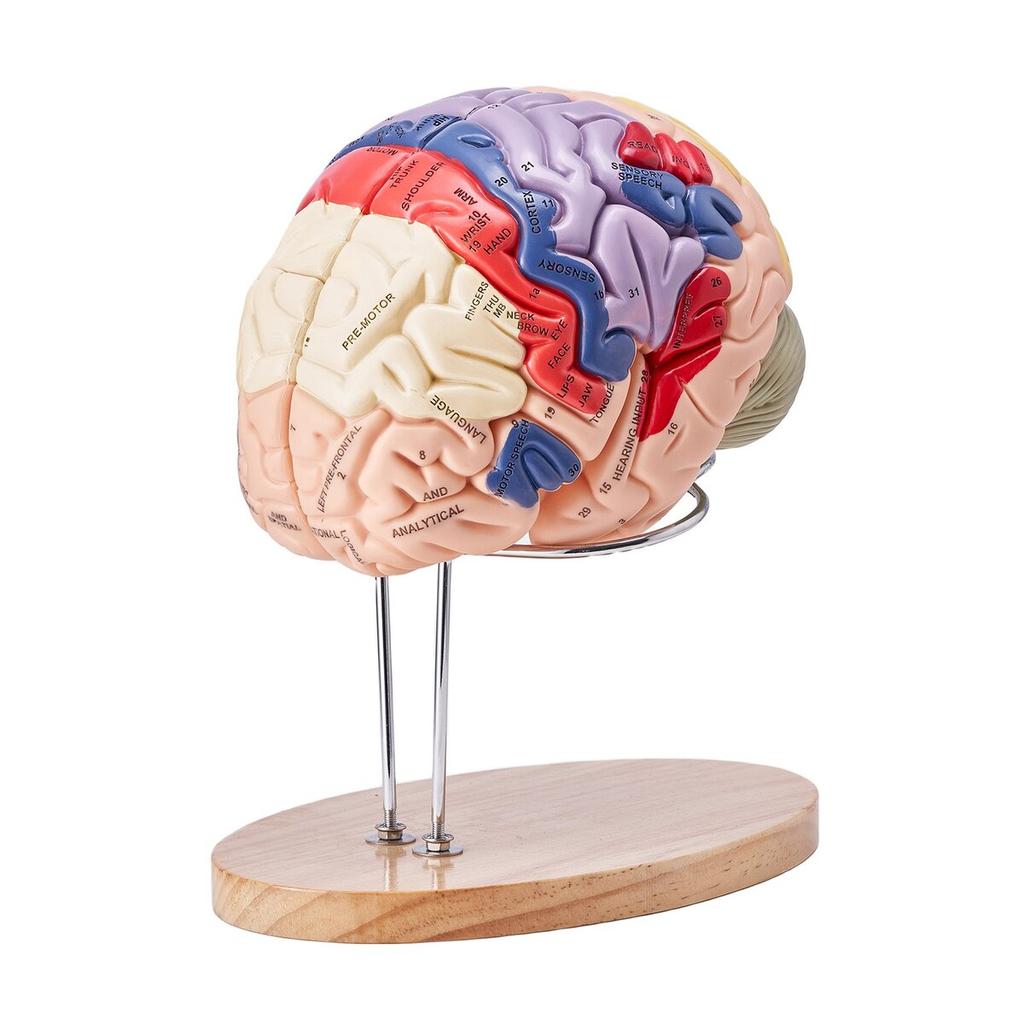 Human Brain Model Anatomy, 2X Life-Size 4-Part Human Brain Anatomical Model with Labels & Display Base, Color-Coded Detachable Brain Model for Science