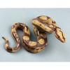 1pc 15x11x5.8cm PVC Decor Prop Realistic Snake for Halloween Party Joke  Pranks