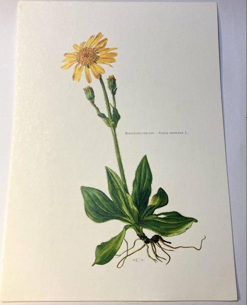[USED] Natural History Encyclopedia 1958 (Germany) Botanical illustrations, 6 pieces of botanical art