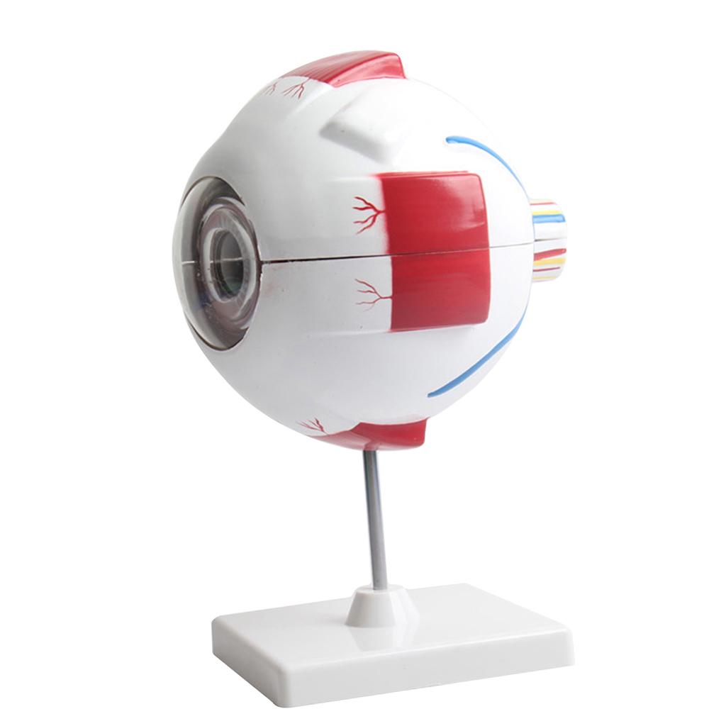 Simulación ojo humano modelo pelota médica estudios anatómicas