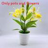 Brownii Lilium Var Viridulum Baker Potted Plant For Living Decor Room