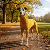 Elastic Pet Turtleneck Clothes Warm Dog Four Legged Clothes Pet Sweater Pet Pajamas  Outdoor