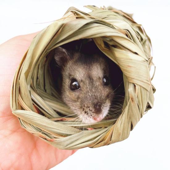 Yousheng Guinea Pig Cage Natural Grass Hand Woven Chew Toy Hamster Nest Small Pet Hideout House Toy Pet