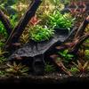 Safe Fish Hiding Spot Aquarium Corner Hideout, under Gravel Betta Cave Tunnel, Tank Stone-Look Hideout Viewing Tunnel for Shrimp Freshwater Ornament