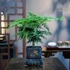Prosperous House Indoor Bonsai: Easy-Care Cloud Bamboo for Home or Office