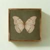 Vintage Butterfly Specimen Photo Frame Creative Simple Picture Frame Modern Personalized DIY Display Frame Birthday Gift