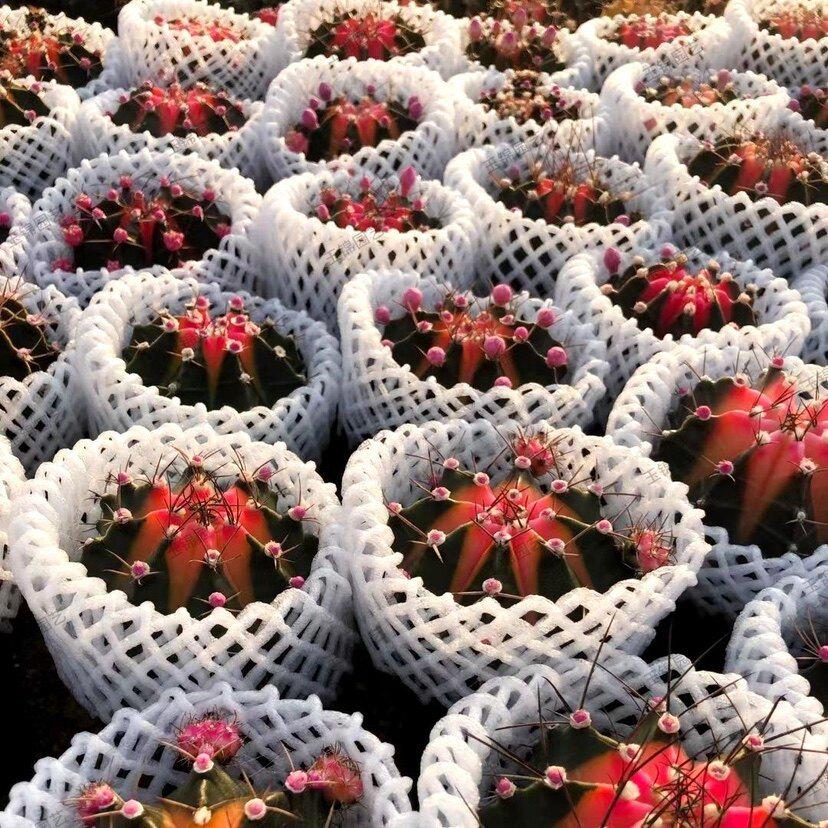 Crimson Star Cactus: Easy-Care Flowering Plant for Balcony, Living Room, or Office (Potted Plant, No Pot)