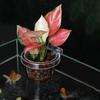 Aquarium Plant Holder Hangable Fish Tank Water Grass Planting Hydroponic Plant Basket Aquarium Planter Cups Wall Mounted Decor