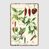 Piments poivrons Capsicum Vintage botanique Boîte métallique Signe Camion Intérieur et Extérieur Bar Maison Café Cuisine Décoration Murale