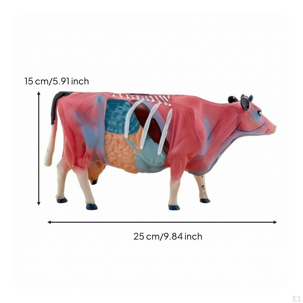 Cow Acupressure Model Marked Animal Educational for Veterinarians, Acupuncturists,