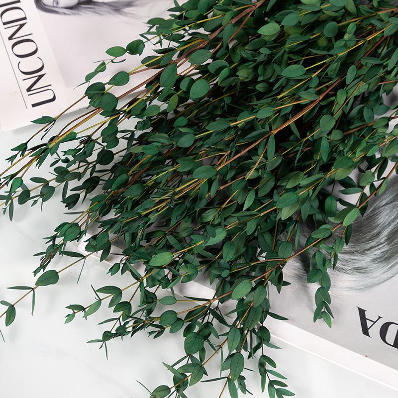 Eternal Apple Eucalyptus Millet Fruit Leaves Beauty Leaves Eucalyptus Leaves Air Dried Flowers And Leaves Multicolor Eucalyptus Leaves Home Decoration