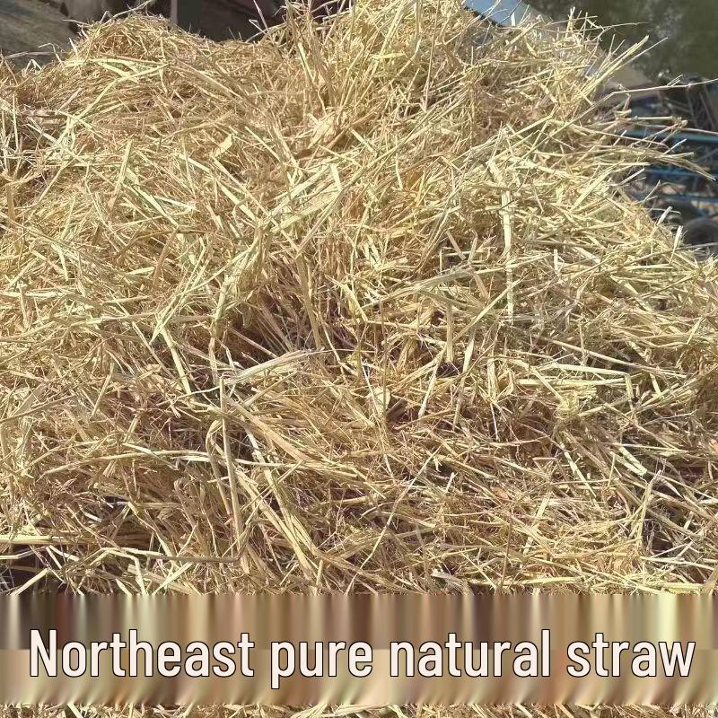Natural Pet Nest & Feed Hay: Dry Straw for Chickens, Cattle, Sheep, Pigs, Ducks, and Dogs