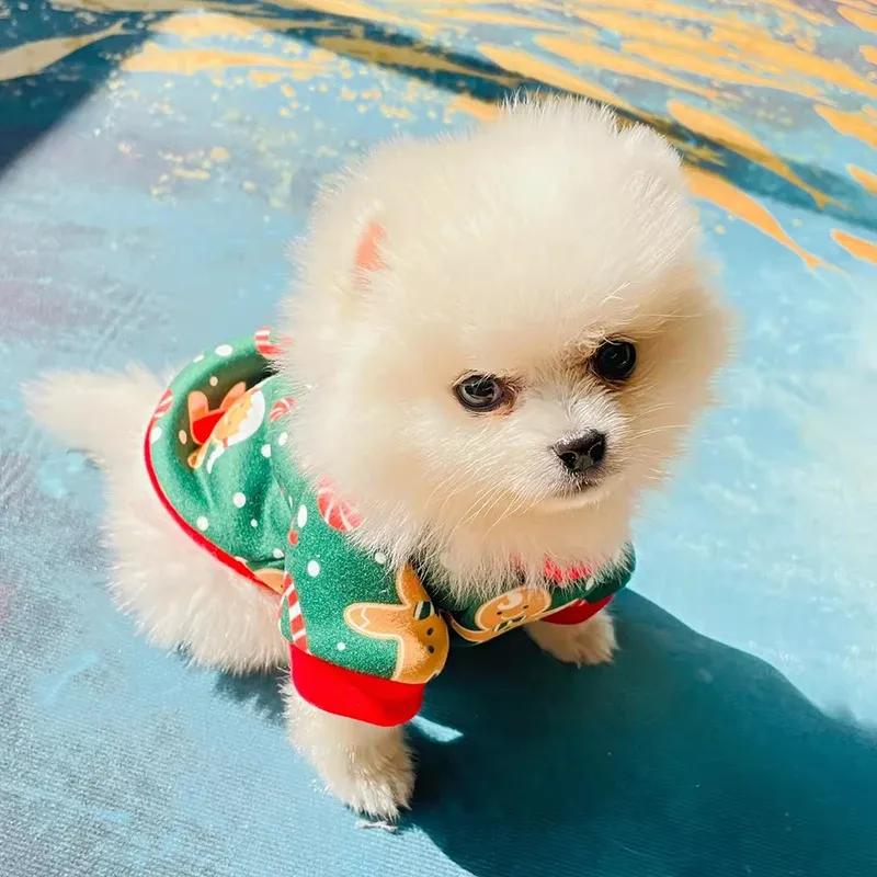 Sweet Pet Dog Clothes for Small Dogs Shih Tzu Yorkshire Hoodies Sweatshirt Soft Puppy Dog Cat Costume Clothing Ropa Para Perro