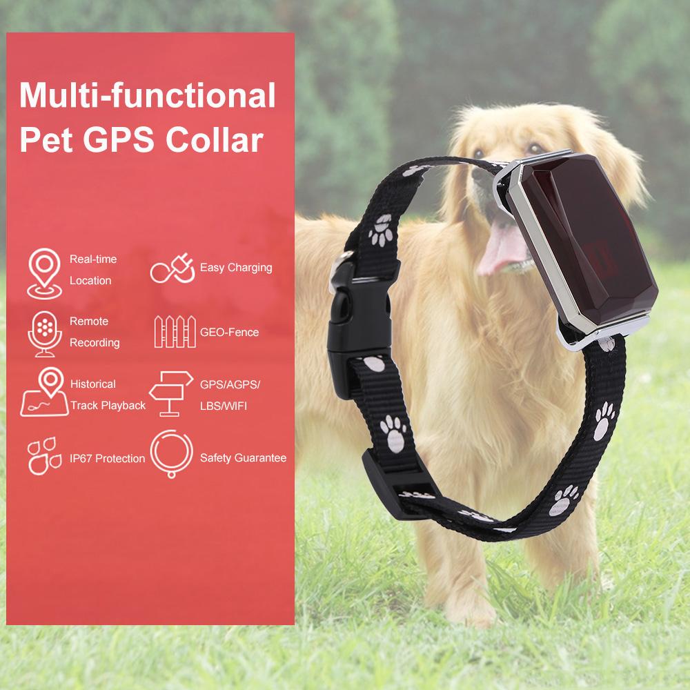 pet geofence