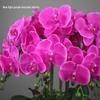 High-End PU Phalaenopsis Artificial Flowers - Single Stem for Home & Hotel Décor