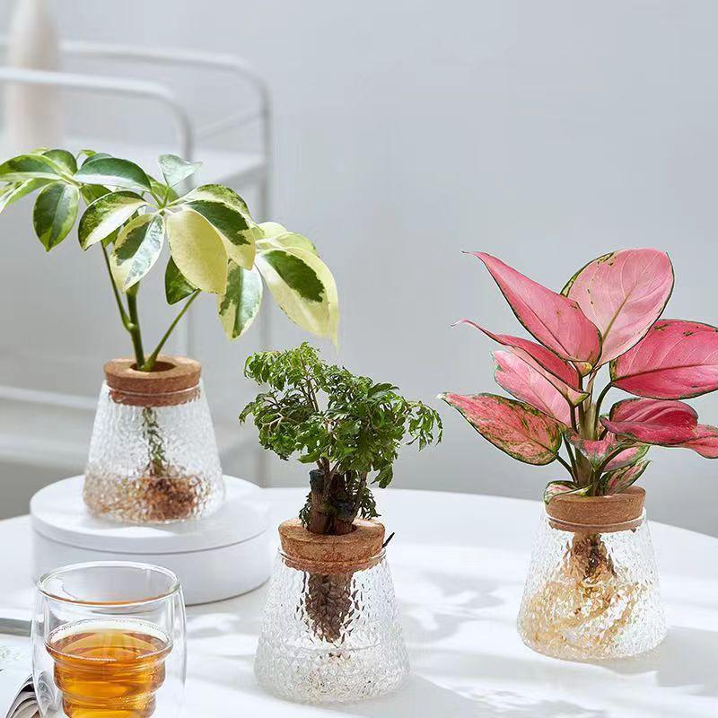 1PC Transparent Round Flower Vase Hydroponic Container Micro Landscape Ecological Glass Bottle With Wooden Stopper Home Decor