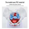 Female Pelvic Muscle and Pelvic Floor Model for Midwifery and Childbirth Education