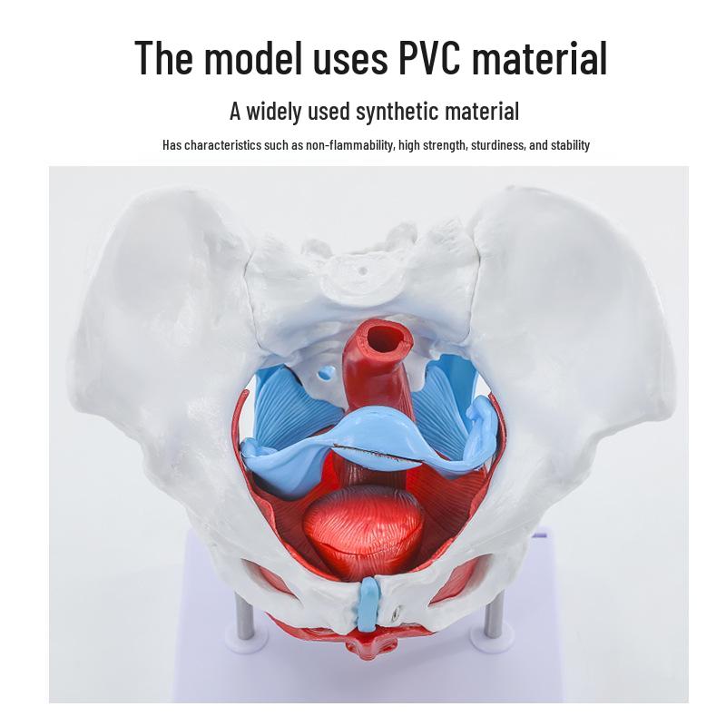 Female Pelvic Muscle and Pelvic Floor Model for Midwifery and Childbirth Education