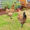 2Pcs Garden Stakes Acrylic Rooster Sculpture Hand-Painted Garden Figures Hen Garden Stakes Decorative Chicken Sculpture for Outdoor Lawn