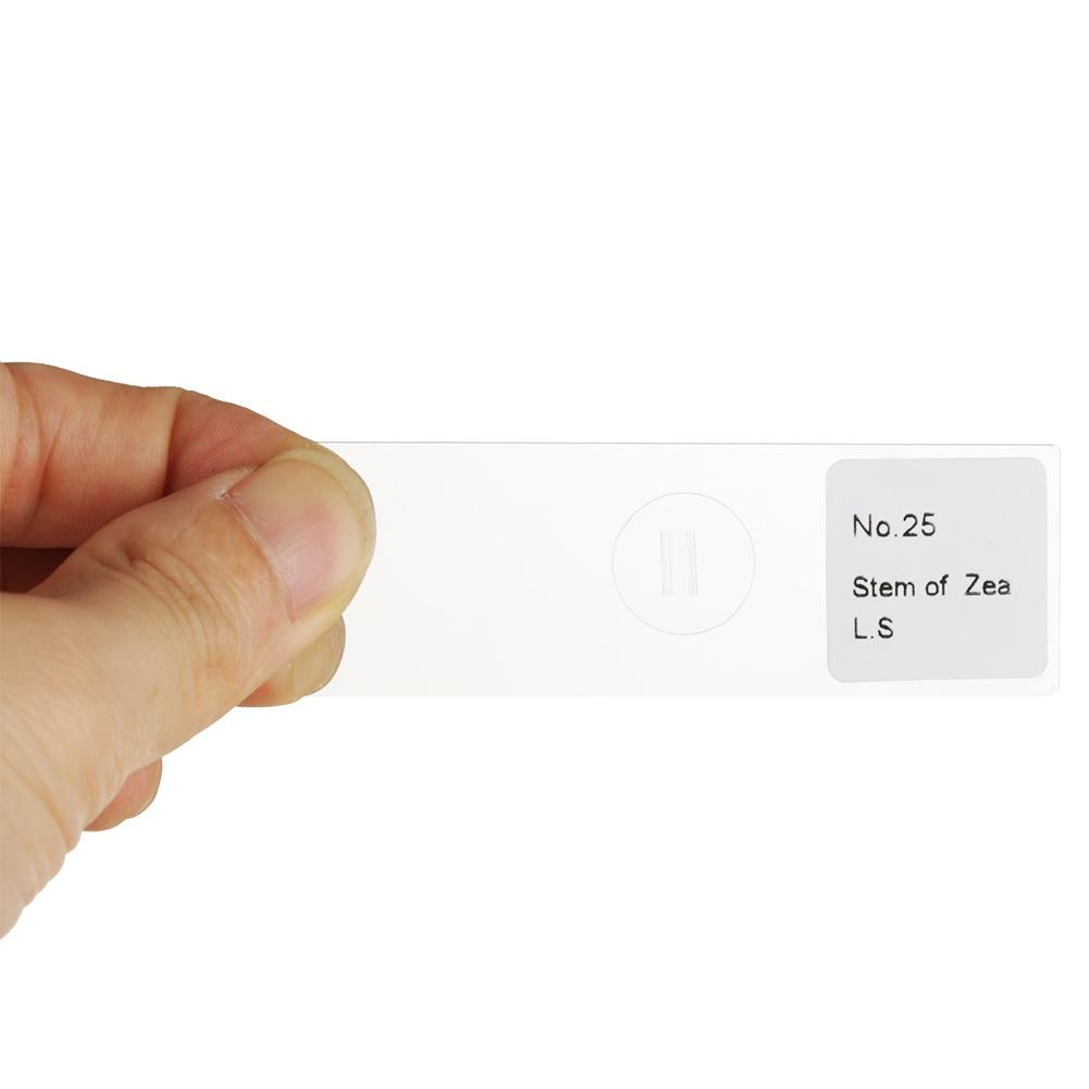 25 Stück Biologie Glas Präparierte Mikroskop-Objektträger Laborproben Mit Box