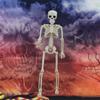 Halloween Life Size Skeleton Full Body 40cm Posable Halloween Skeleton Decor with Movable Joints for Haunted Houses Cemeteries