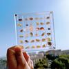 Acryl Display Box Schmuck Veranstalter 36/64/100 Grids Mini Seashell Lagerung Box