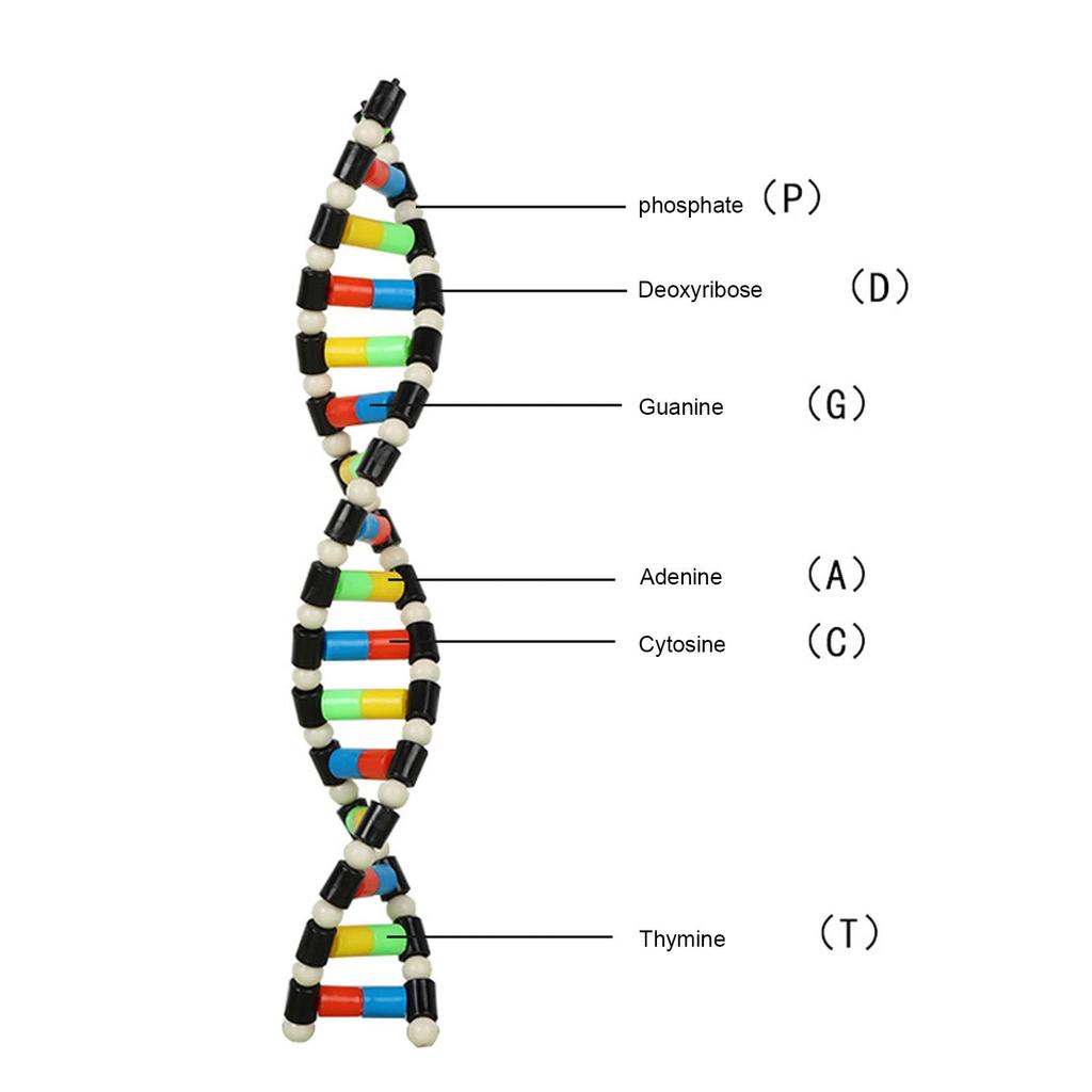 DNA model Double helix structure model DNA model Biological science popularization DNA assembly teaching materials