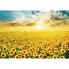 500-teiliges Puzzle – Goldenes Sonnenblumenfeld, beliebtes koreanisches Puzzle