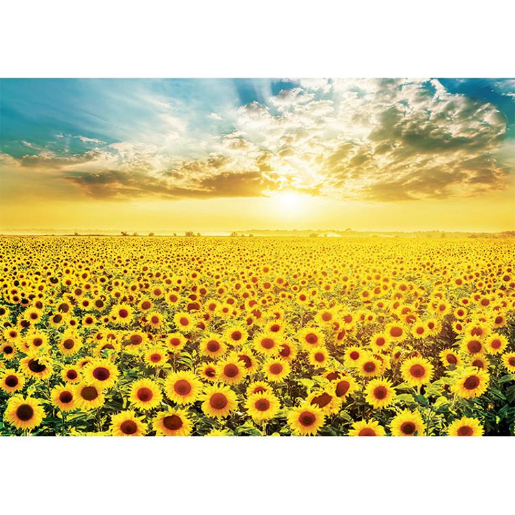 500-teiliges Puzzle – Goldenes Sonnenblumenfeld, beliebtes koreanisches Puzzle
