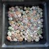 Rare Lithops Succulent Pot: Diverse Colors & Varieties