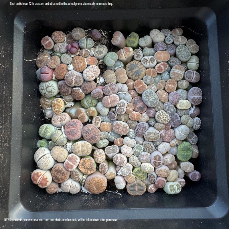 Rare Lithops Succulent Pot: Diverse Colors & Varieties