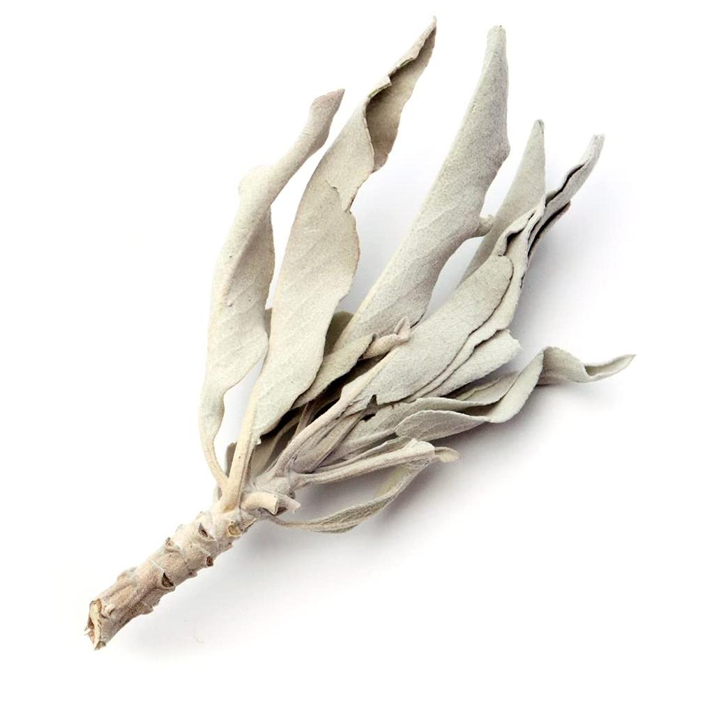 [GOLD STONE] White Sage, Pesticide-Free, California, Approx. 50g (with Stems, Small Leaves)