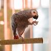 Suction Cup Bird Window And Shower Perch Toy For Parrot Macaw Cockatoo African For Grey Conure Parakeet Parrot bracket