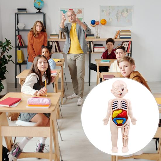 1 набор интерактивных моделей человеческого тела — фото 3