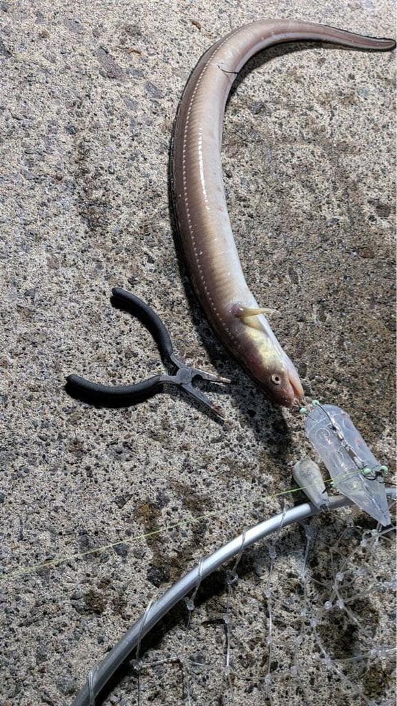 [GEBRAUCHT] Killer No. 1 Köderbox (2er-Pack) (mit Haken)