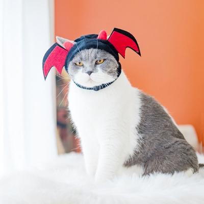 Kedi – Kediler için giyim
