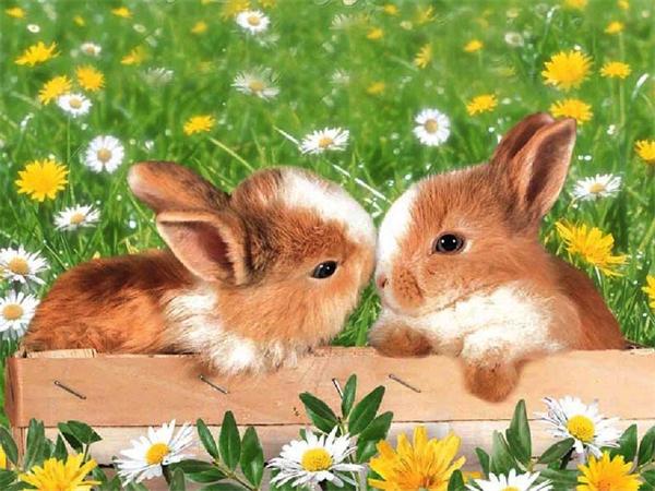 5D Diy Diamond Painting Mosaic Rabbit Daisy Full Square/Round Embroidery Animal Grass Home Decor