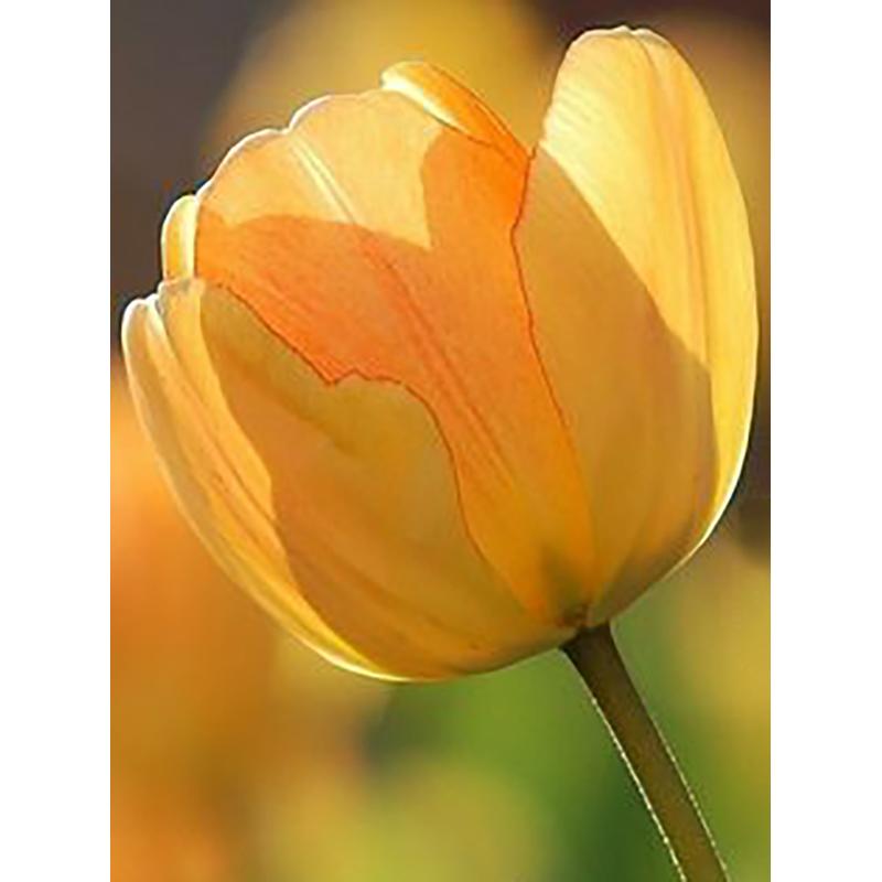 5D DIY Diamond Painting Full Round Drill Flower Cross Stitch Kit Mosaic Diamond Embroidery Rose Wall Art Home Decoration