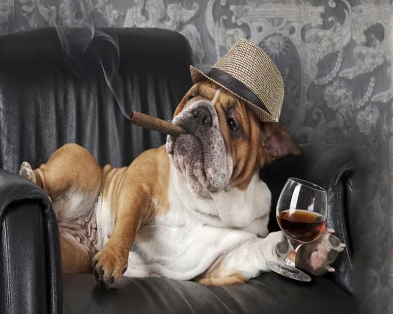 

5d алмазная живопись собака полная дрель квадратная рукоделие Алмазная мозаика животное вышивка крестом настенное искусство Full Round 40X50CM зелёный