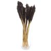Dried Cantal Grass Bunch Black 6 Pieces