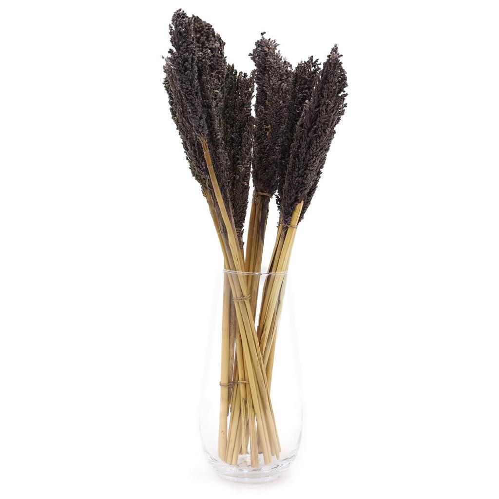 Dried Cantal Grass Bunch Black 6 Pieces