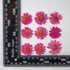12 PCS/Set Pressed Dried Flowers for Scrapbooks Making Natural Flower For Epoxy Resin Pendant Necklace Jewelry Making Craft