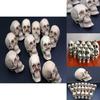 Mini Artificial Skull For Anatomical Scenes Perfect For Home Decor And Gifts
